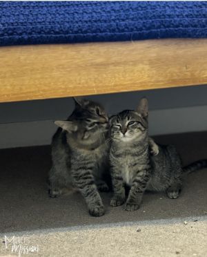 BONDED PAIR ALERT Phinneas and Candace are an adorable brothersister bonded pair of kittens ready