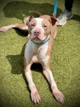 Lil Bow Wow - NEEDS A HOME OR FOSTER BY 5/10 Pit Bull Terrier Dog