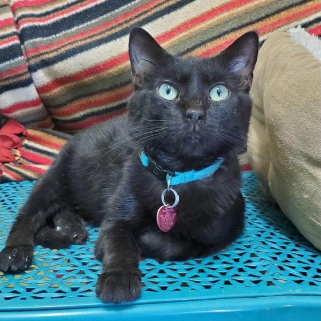 Toby, an adoptable Domestic Short Hair in Springfield, MO, 65807 | Photo Image 1