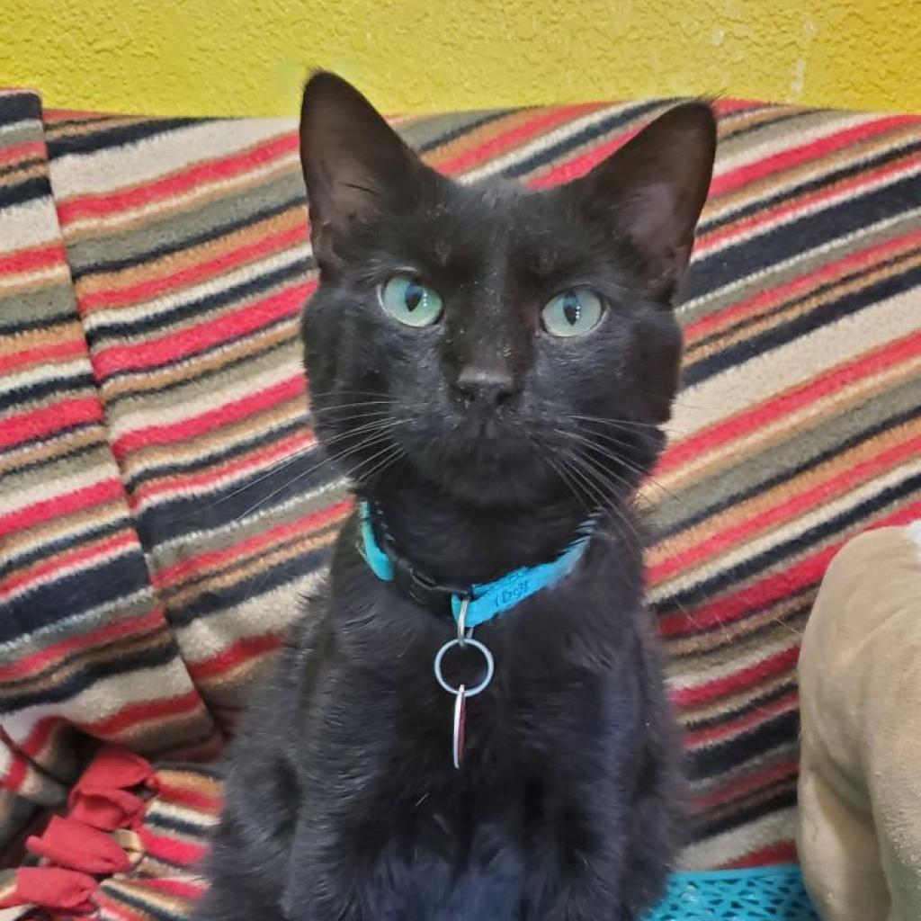 Toby, an adoptable Domestic Short Hair in Springfield, MO, 65807 | Photo Image 2