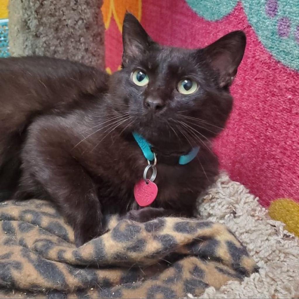 Toby, an adoptable Domestic Short Hair in Springfield, MO, 65807 | Photo Image 3