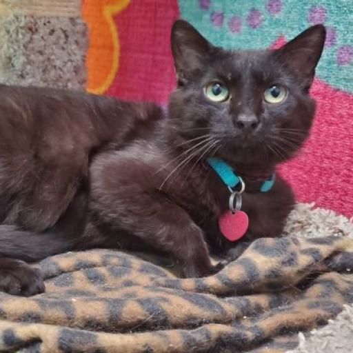 Toby, an adoptable Domestic Short Hair in Springfield, MO, 65807 | Photo Image 4