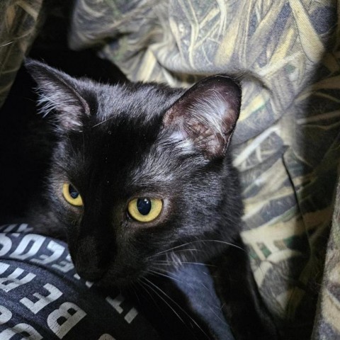 Nunchucks, an adoptable Domestic Short Hair in Wichita, KS, 67278 | Photo Image 1