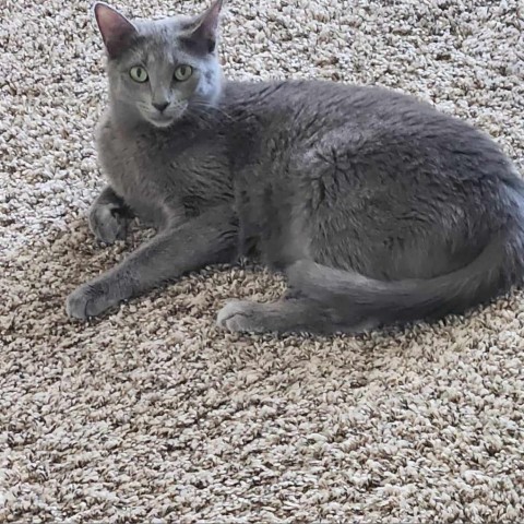 Jabara, an adoptable Domestic Short Hair in Wichita, KS, 67278 | Photo Image 1