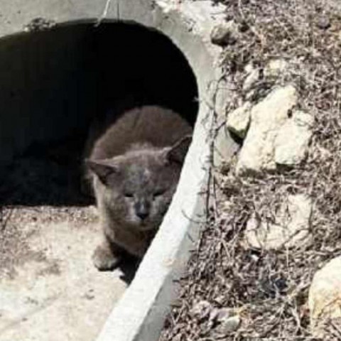 Culvert, an adoptable Domestic Short Hair in Wichita, KS, 67278 | Photo Image 2