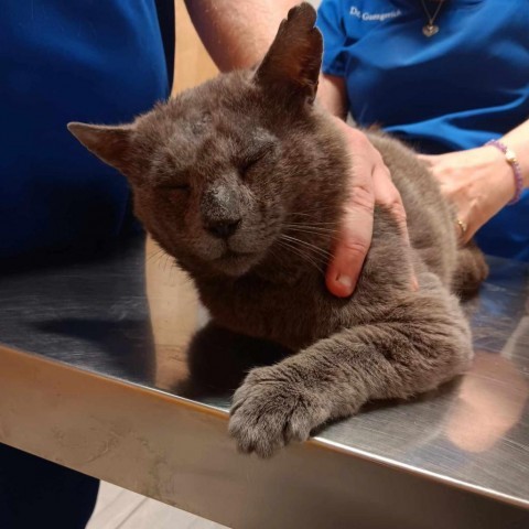 Culvert, an adoptable Domestic Short Hair in Wichita, KS, 67278 | Photo Image 3