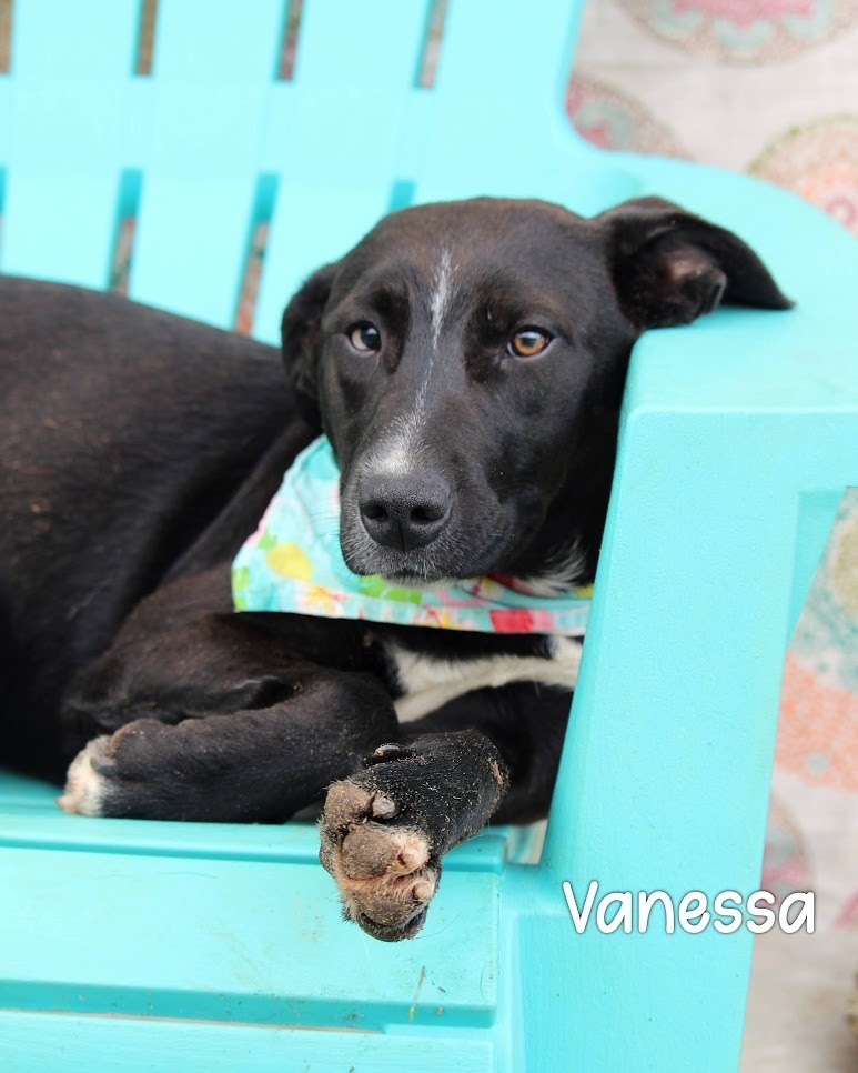 Vanessa, an adoptable McNab in Gautier, MS, 39553 | Photo Image 1