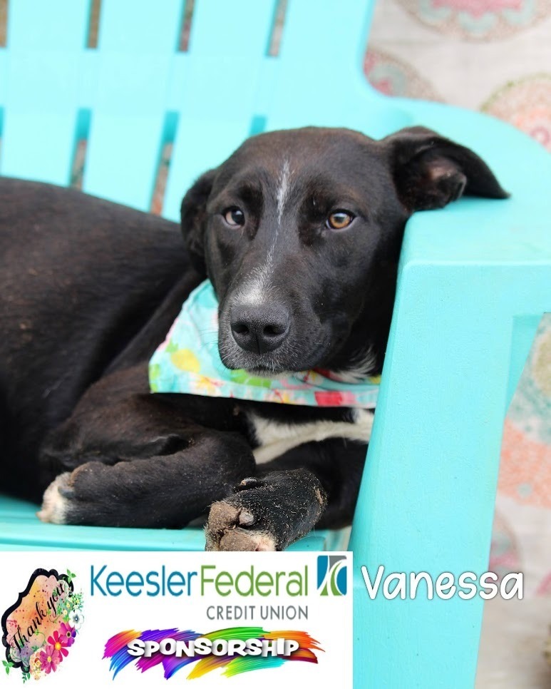 Vanessa, an adoptable McNab in Gautier, MS, 39553 | Photo Image 1