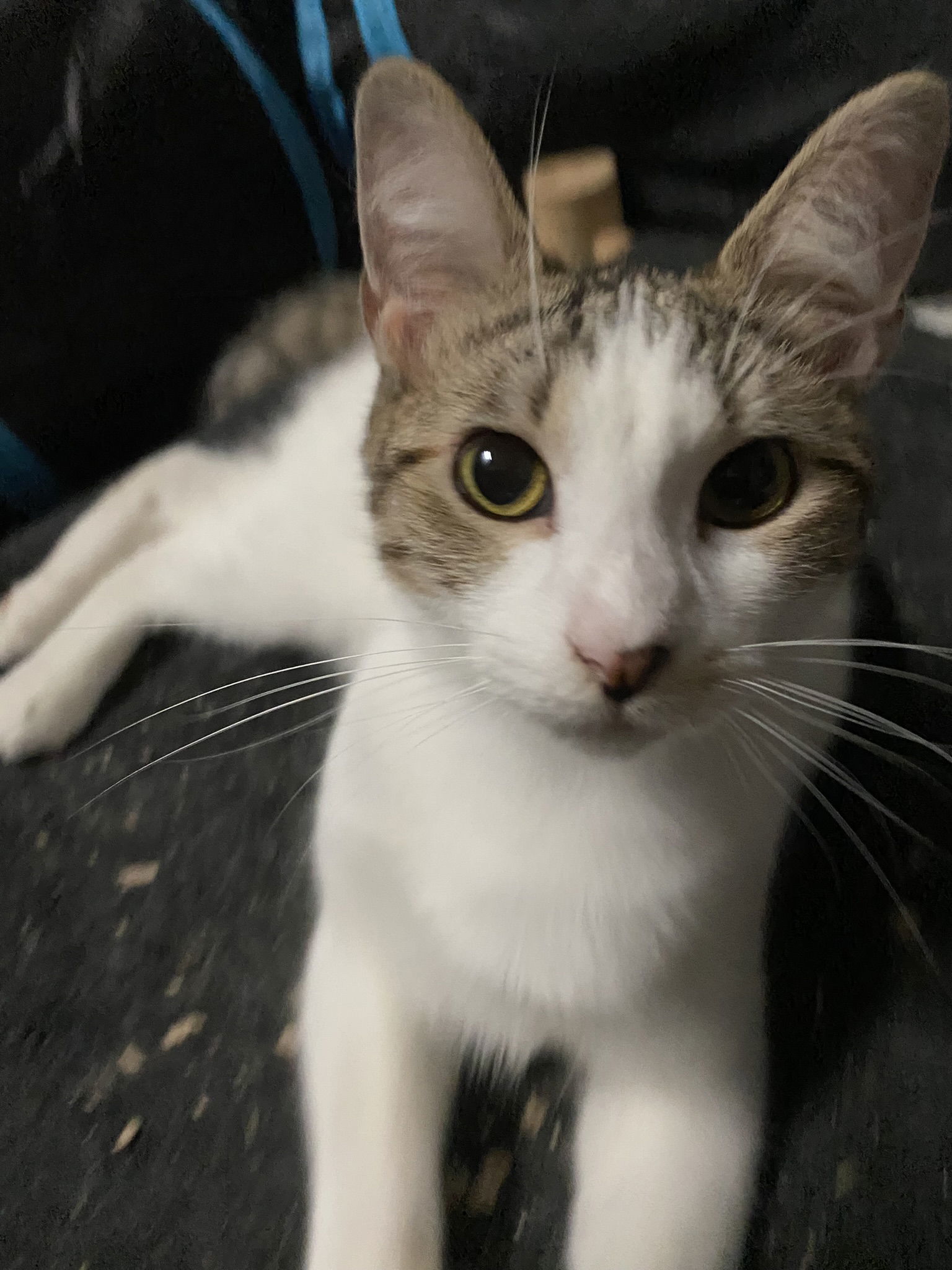 Valentina, an adoptable Domestic Short Hair in Drasco, AR, 72530 | Photo Image 1