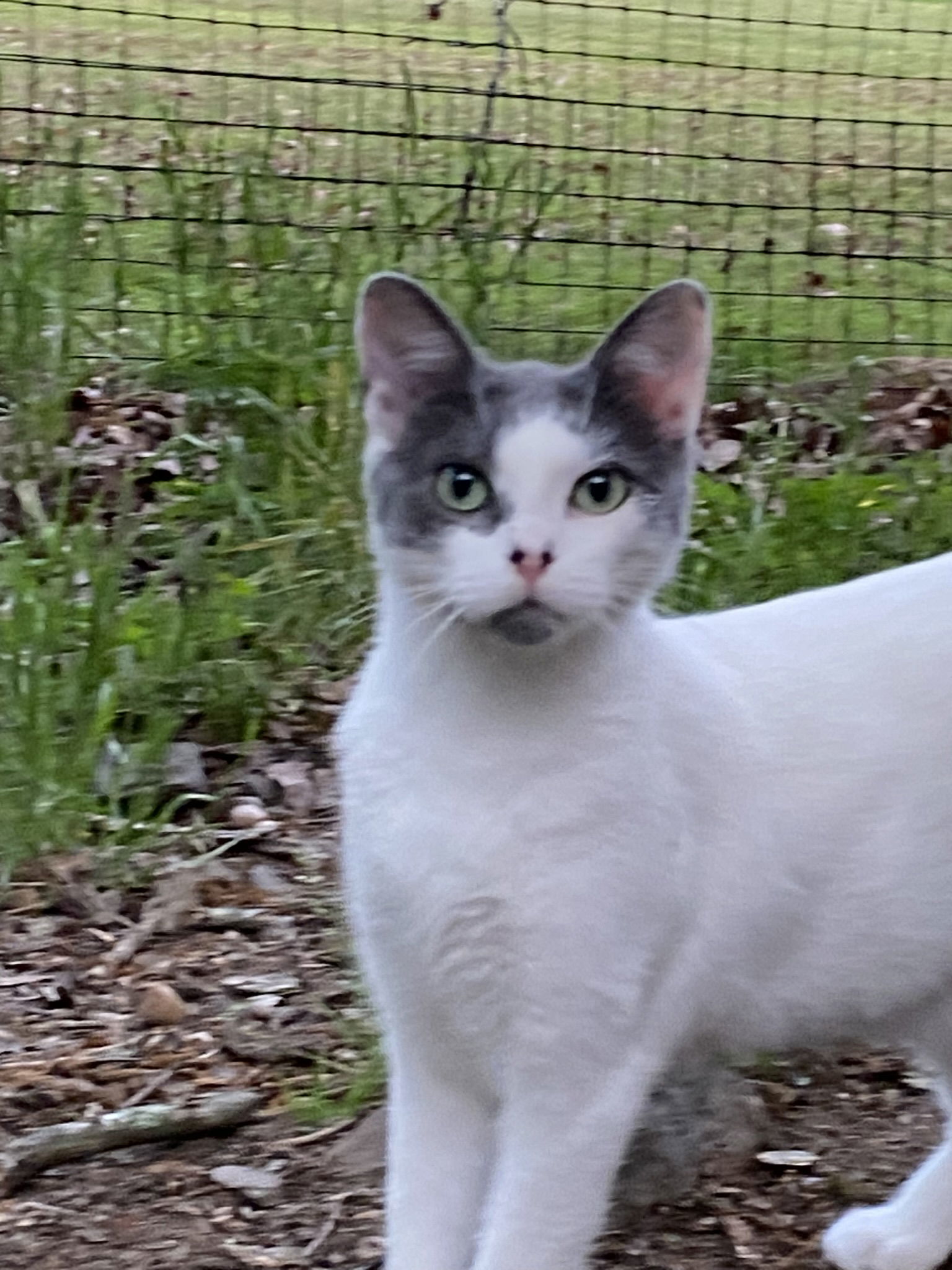 Haley, an adoptable Domestic Short Hair in Drasco, AR, 72530 | Photo Image 1