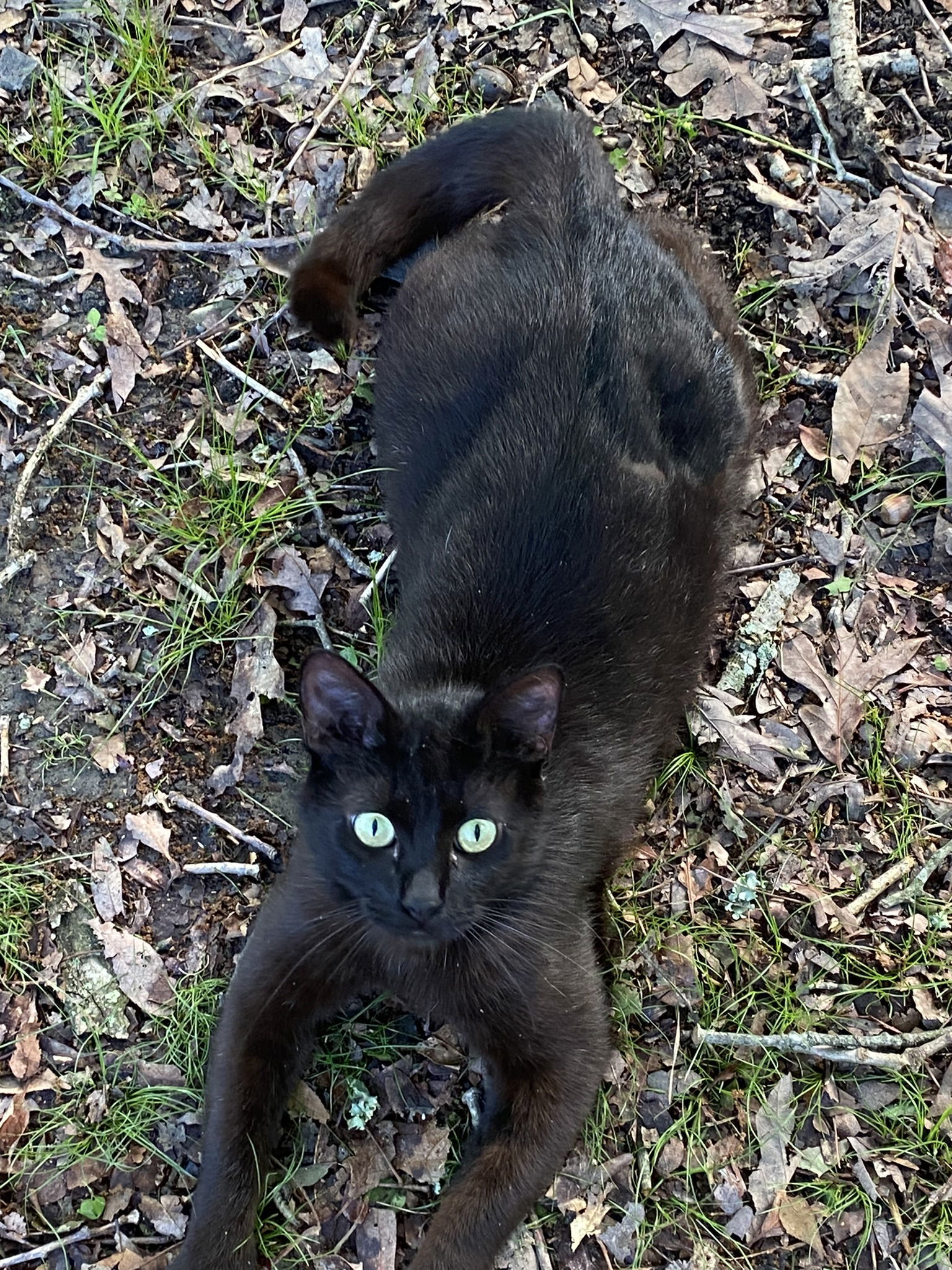 Xander, an adoptable Domestic Short Hair in Drasco, AR, 72530 | Photo Image 1