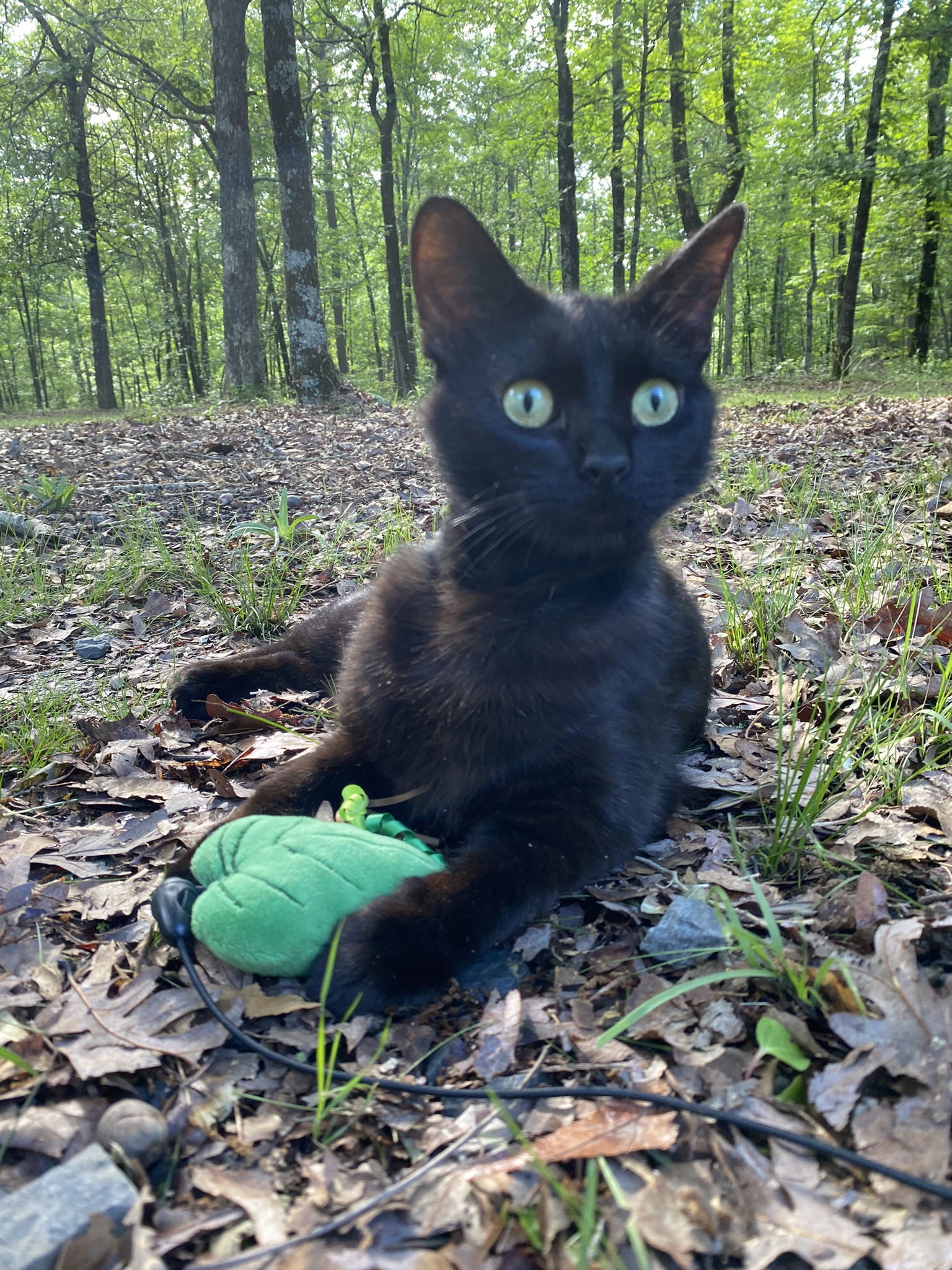 Xander, an adoptable Domestic Short Hair in Drasco, AR, 72530 | Photo Image 2