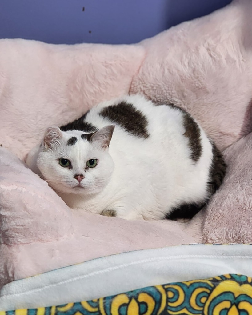 Thelma - In Foster, an adoptable Domestic Short Hair in Grand Forks, ND, 58203 | Photo Image 1