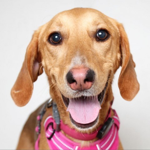 Bloom D14207 (Sponsored), an adoptable Foxhound in Minnetonka, MN, 55345 | Photo Image 2