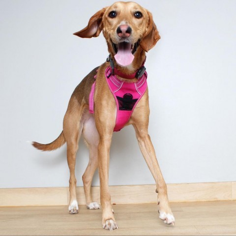 Bloom D14207 (Sponsored), an adoptable Foxhound in Minnetonka, MN, 55345 | Photo Image 3