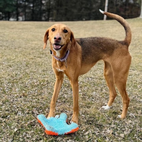 Bloom D14207 (Sponsored), an adoptable Foxhound in Minnetonka, MN, 55345 | Photo Image 5