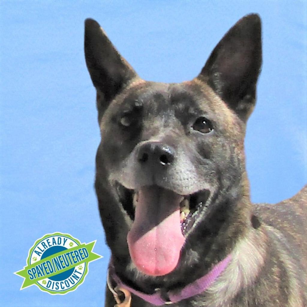 Mesa, an adoptable Mixed Breed in Las Cruces, NM, 88012 | Photo Image 1