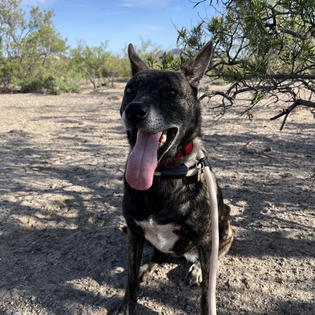 Mesa, an adoptable Mixed Breed in Las Cruces, NM, 88012 | Photo Image 2