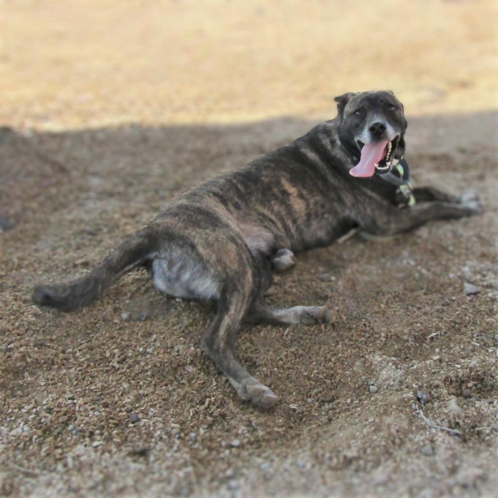 Mesa, an adoptable Mixed Breed in Las Cruces, NM, 88012 | Photo Image 4