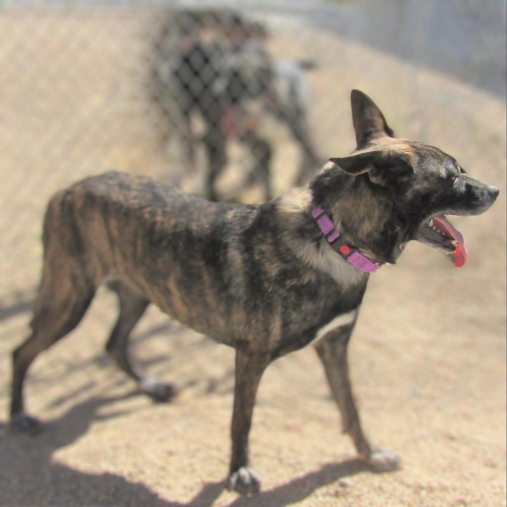 Mesa, an adoptable Mixed Breed in Las Cruces, NM, 88012 | Photo Image 5