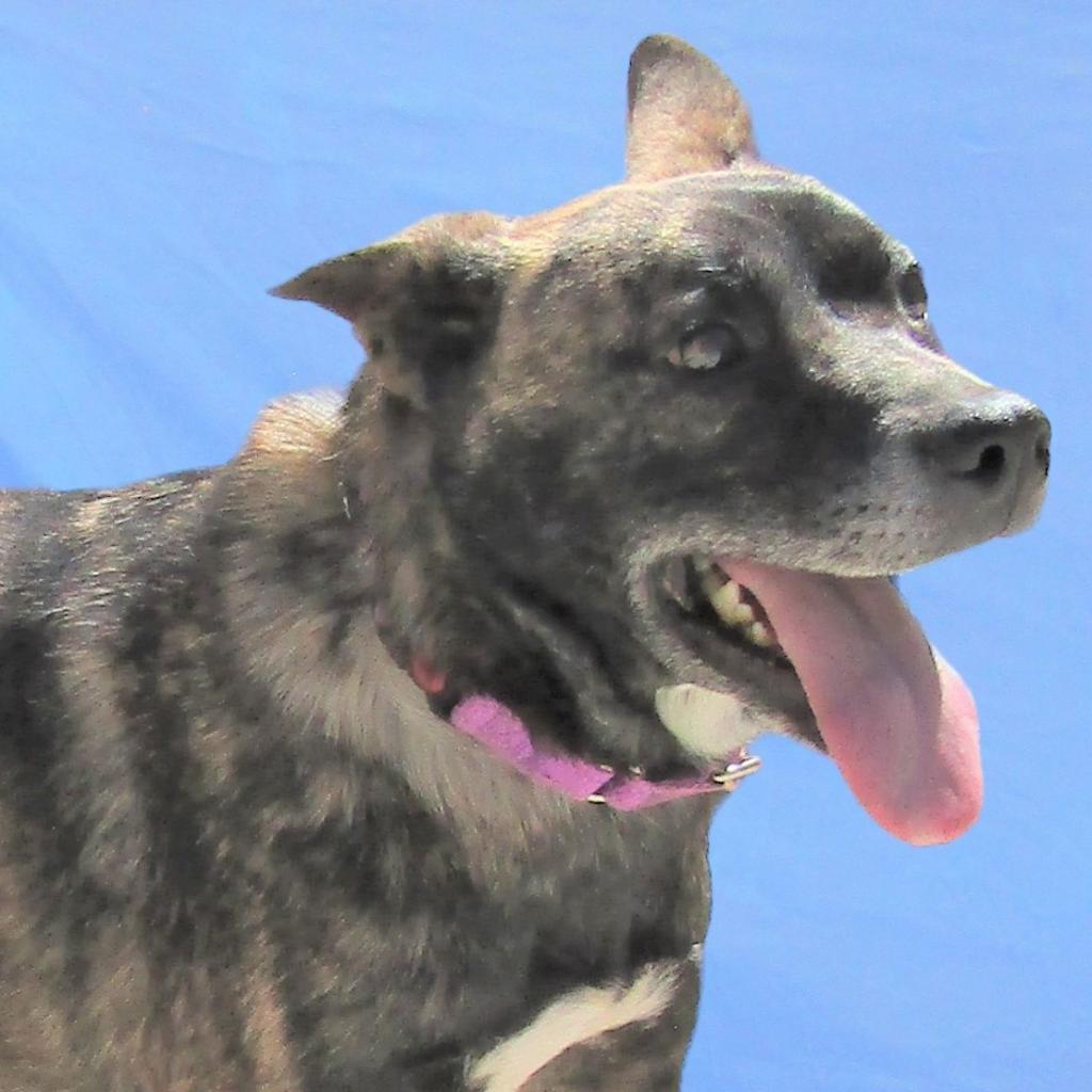 Mesa, an adoptable Mixed Breed in Las Cruces, NM, 88012 | Photo Image 6