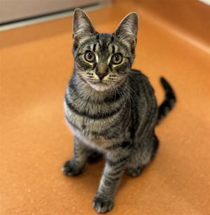 Hello my name is Thunder I am a 6 month old domestic short hair neutered mal