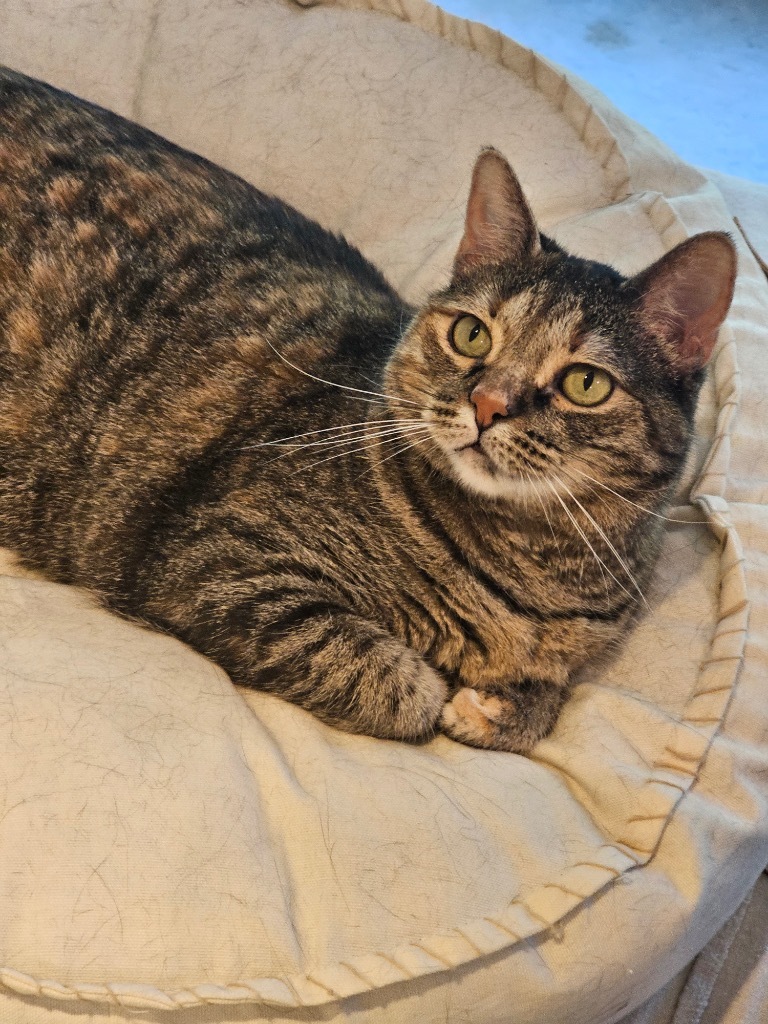 Leah, an adoptable Domestic Short Hair in Merriam, KS, 66202 | Photo Image 1