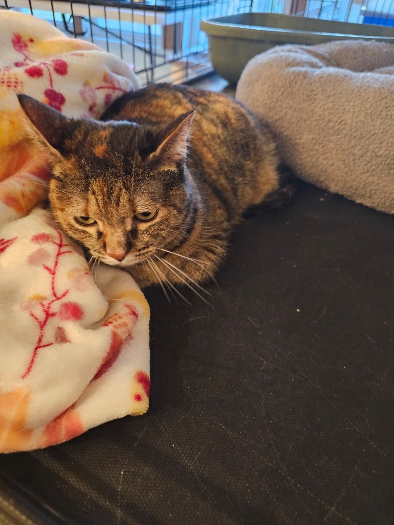 Leah, an adoptable Domestic Short Hair in Merriam, KS, 66202 | Photo Image 3