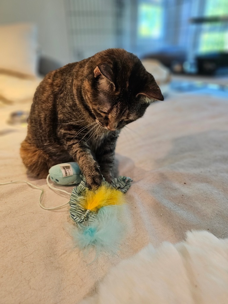 Leah, an adoptable Domestic Short Hair in Merriam, KS, 66202 | Photo Image 4