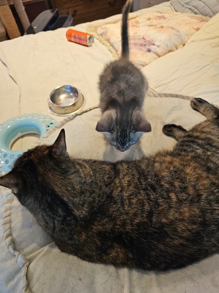 Leah, an adoptable Domestic Short Hair in Merriam, KS, 66202 | Photo Image 6