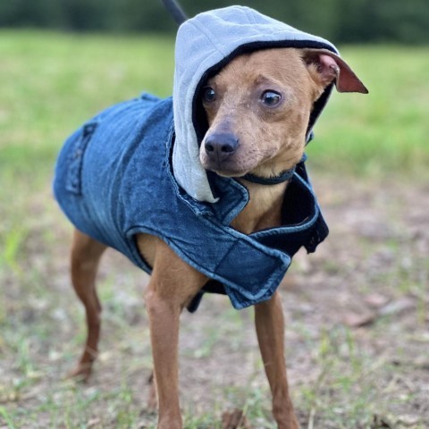 Daddy Long Legs, an adoptable Miniature Pinscher, Chihuahua in Wadena, MN, 56482 | Photo Image 1