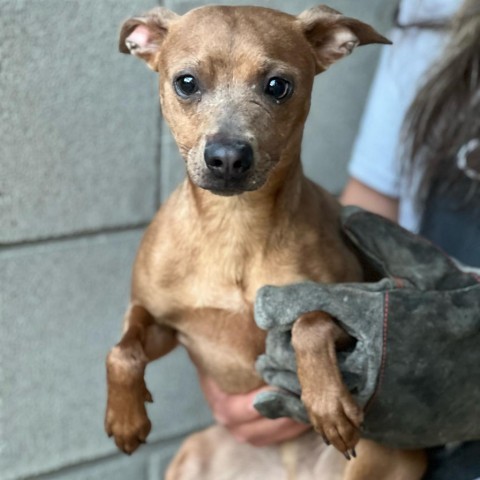 Daddy Long Legs, an adoptable Miniature Pinscher, Chihuahua in Wadena, MN, 56482 | Photo Image 2