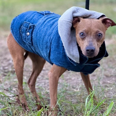 Daddy Long Legs, an adoptable Miniature Pinscher, Chihuahua in Wadena, MN, 56482 | Photo Image 2