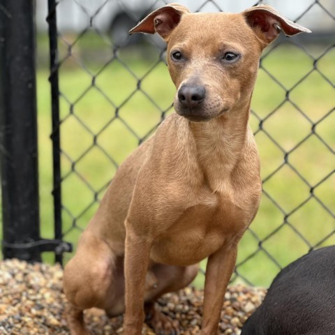 Daddy Long Legs, an adoptable Miniature Pinscher, Chihuahua in Wadena, MN, 56482 | Photo Image 3