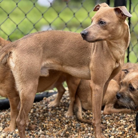 Daddy Long Legs, an adoptable Miniature Pinscher, Chihuahua in Wadena, MN, 56482 | Photo Image 3