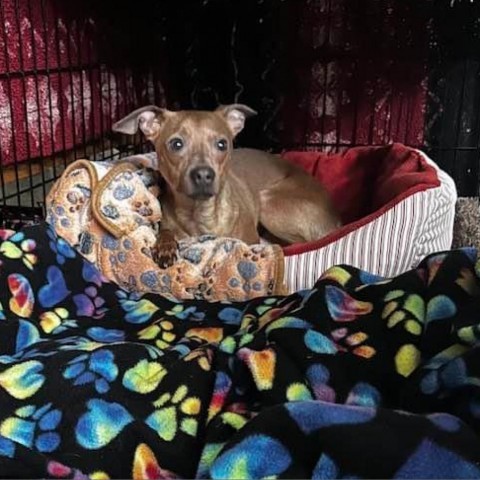 Daddy Long Legs, an adoptable Miniature Pinscher, Chihuahua in Wadena, MN, 56482 | Photo Image 3