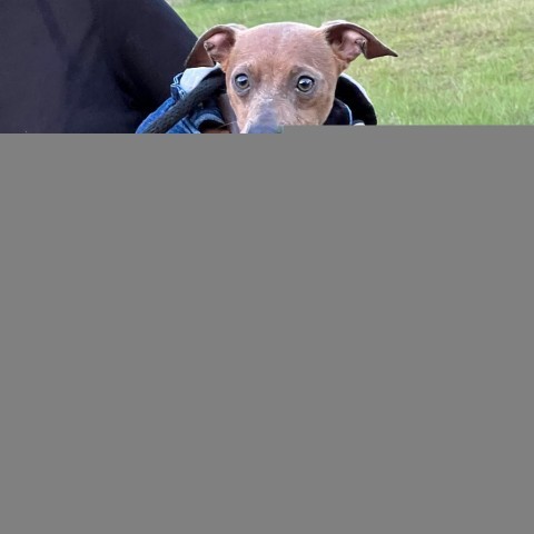 Daddy Long Legs, an adoptable Miniature Pinscher, Chihuahua in Wadena, MN, 56482 | Photo Image 5