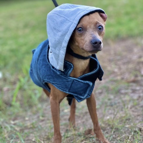 Daddy Long Legs, an adoptable Miniature Pinscher, Chihuahua in Wadena, MN, 56482 | Photo Image 5