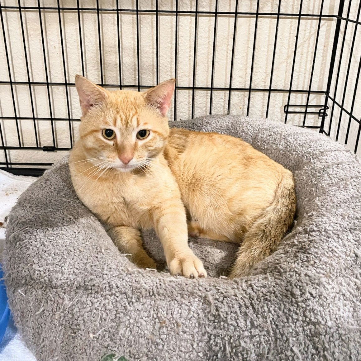 Butterscotch