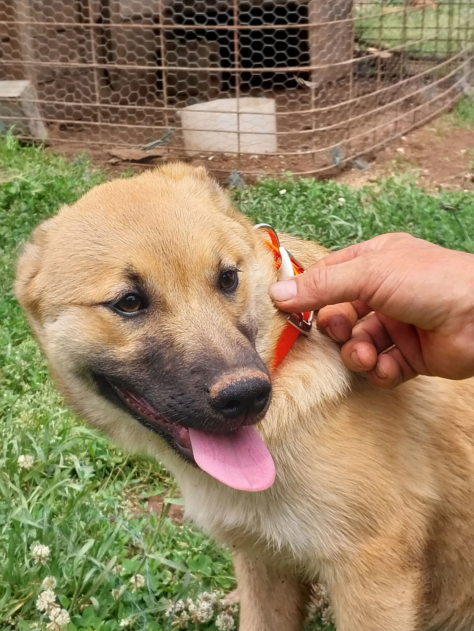Dog for adoption Celine, a Norwegian Elkhound & Chocolate Labrador