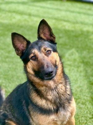 Meet Bumper the two-year-old German Shepherd with a heart as big as his boundless enthusiasm for li