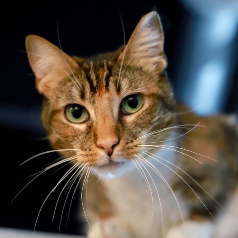 Mama Cloud, an adoptable Domestic Short Hair, Abyssinian in Los Angeles, CA, 90039 | Photo Image 1