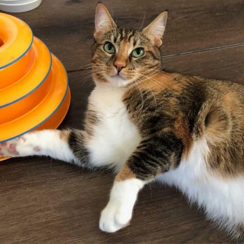 Mama Cloud, an adoptable Domestic Short Hair, Abyssinian in Los Angeles, CA, 90039 | Photo Image 2