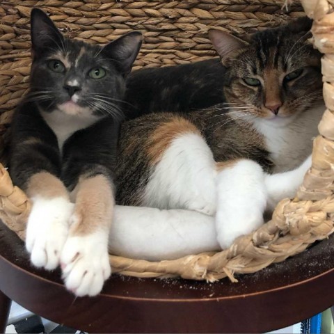 Mama Cloud, an adoptable Domestic Short Hair, Abyssinian in Los Angeles, CA, 90039 | Photo Image 3