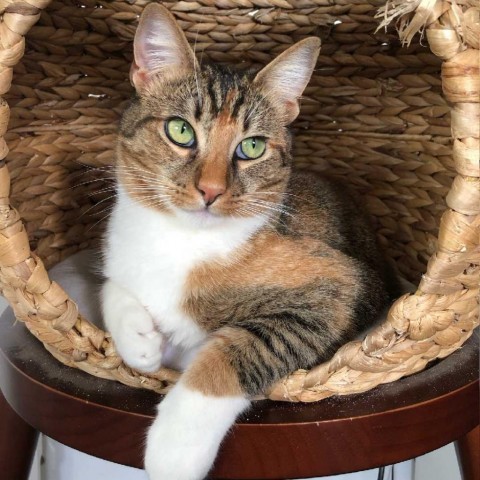 Mama Cloud, an adoptable Domestic Short Hair, Abyssinian in Los Angeles, CA, 90039 | Photo Image 4