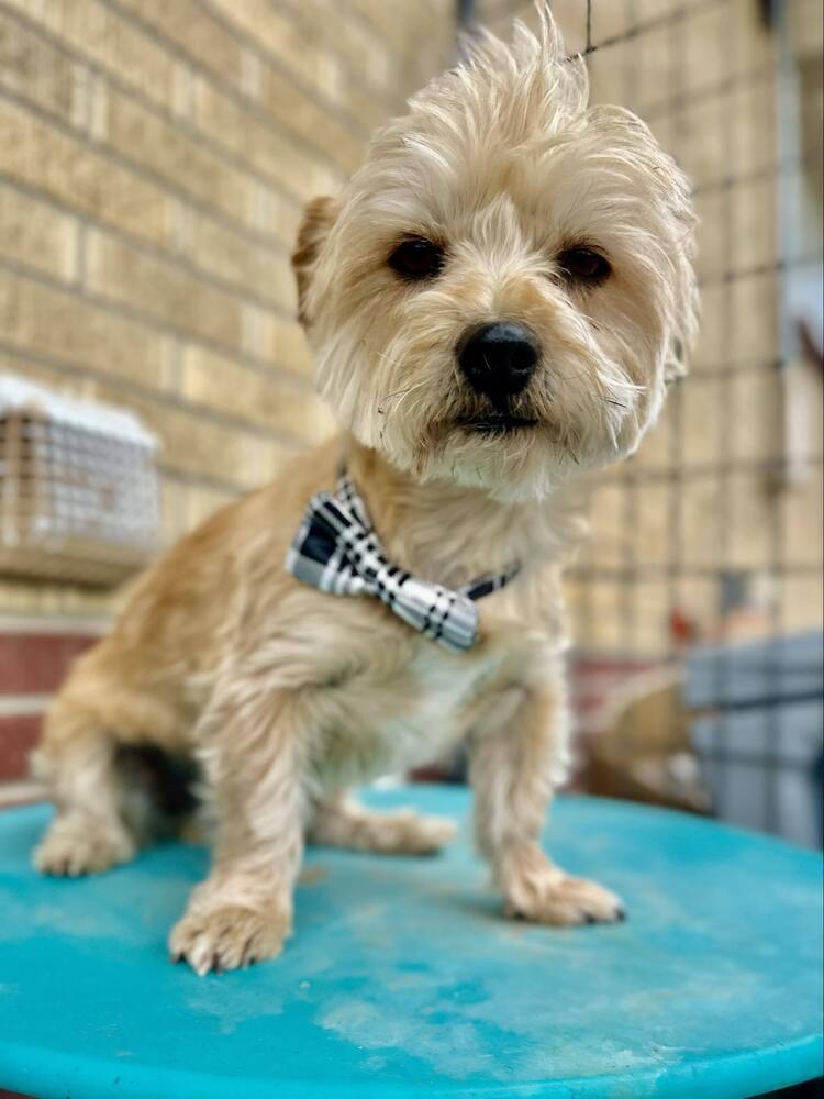 Leo, an adoptable Havanese, Lhasa Apso in Boulder, CO, 80305 | Photo Image 3