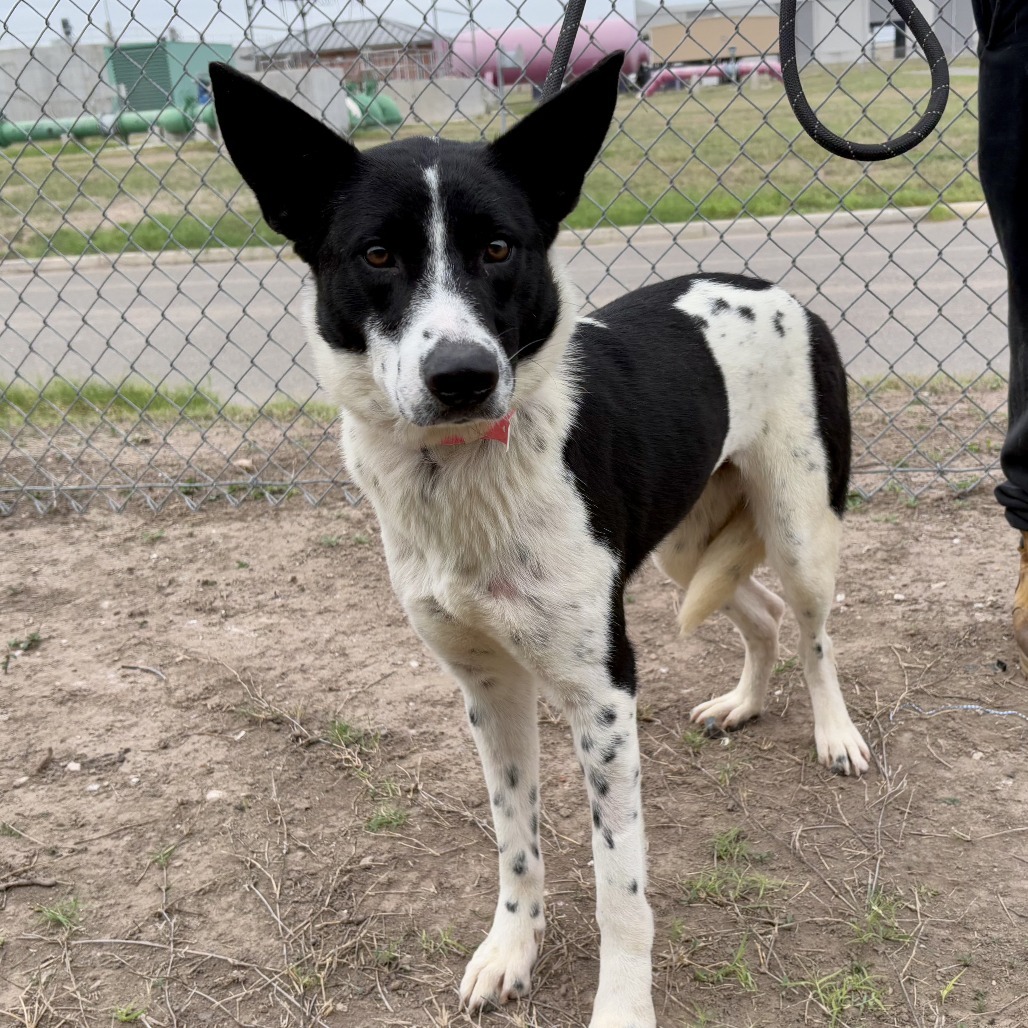 Monkey, an adoptable Shepherd, Mixed Breed in Harlingen, TX, 78550 | Photo Image 1