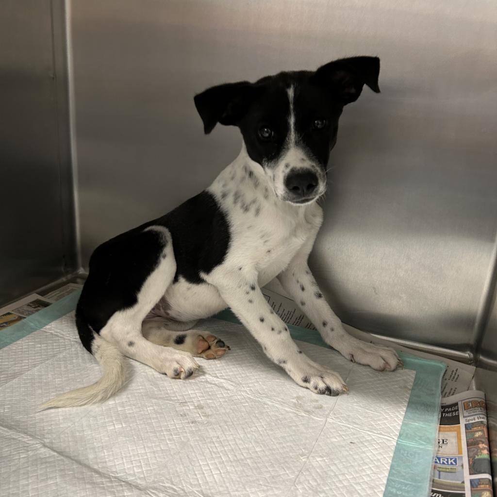 Monkey, an adoptable Shepherd, Mixed Breed in Harlingen, TX, 78550 | Photo Image 2
