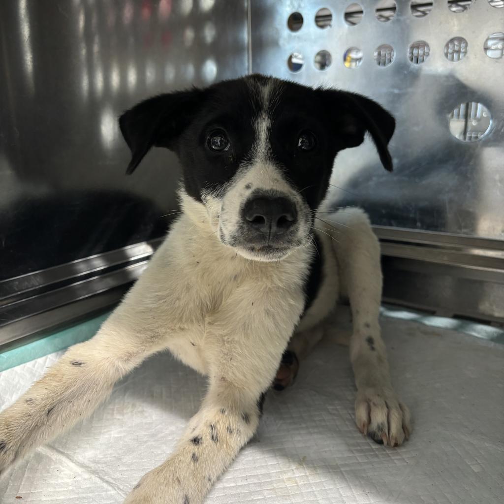 Monkey, an adoptable Shepherd, Mixed Breed in Harlingen, TX, 78550 | Photo Image 3