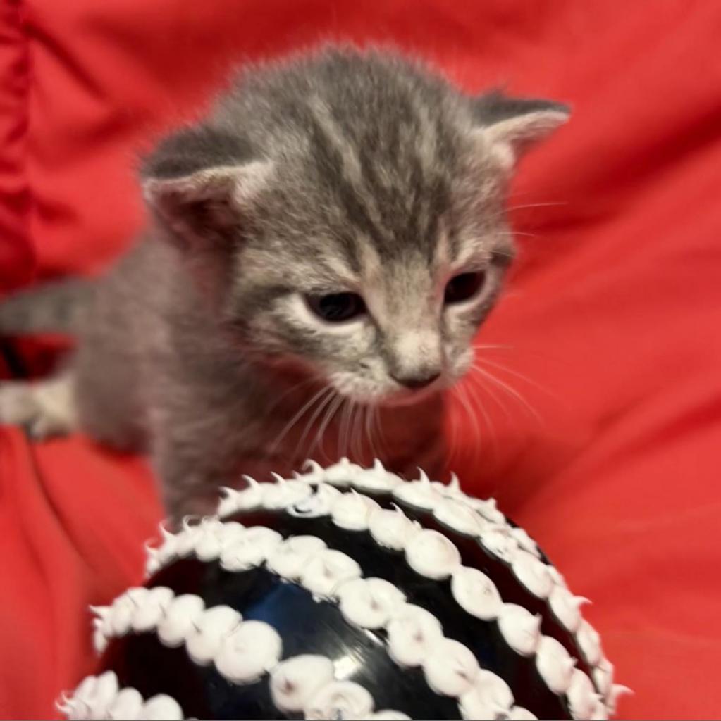 Zinger, an adoptable Domestic Short Hair in Hinesville, GA, 31313 | Photo Image 2